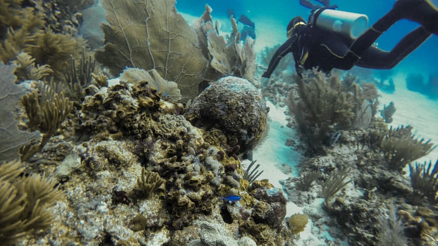 Complete Ari Atoll Experience